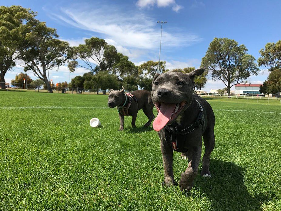 The 10 Unwritten Rules of Dog Park Interactions