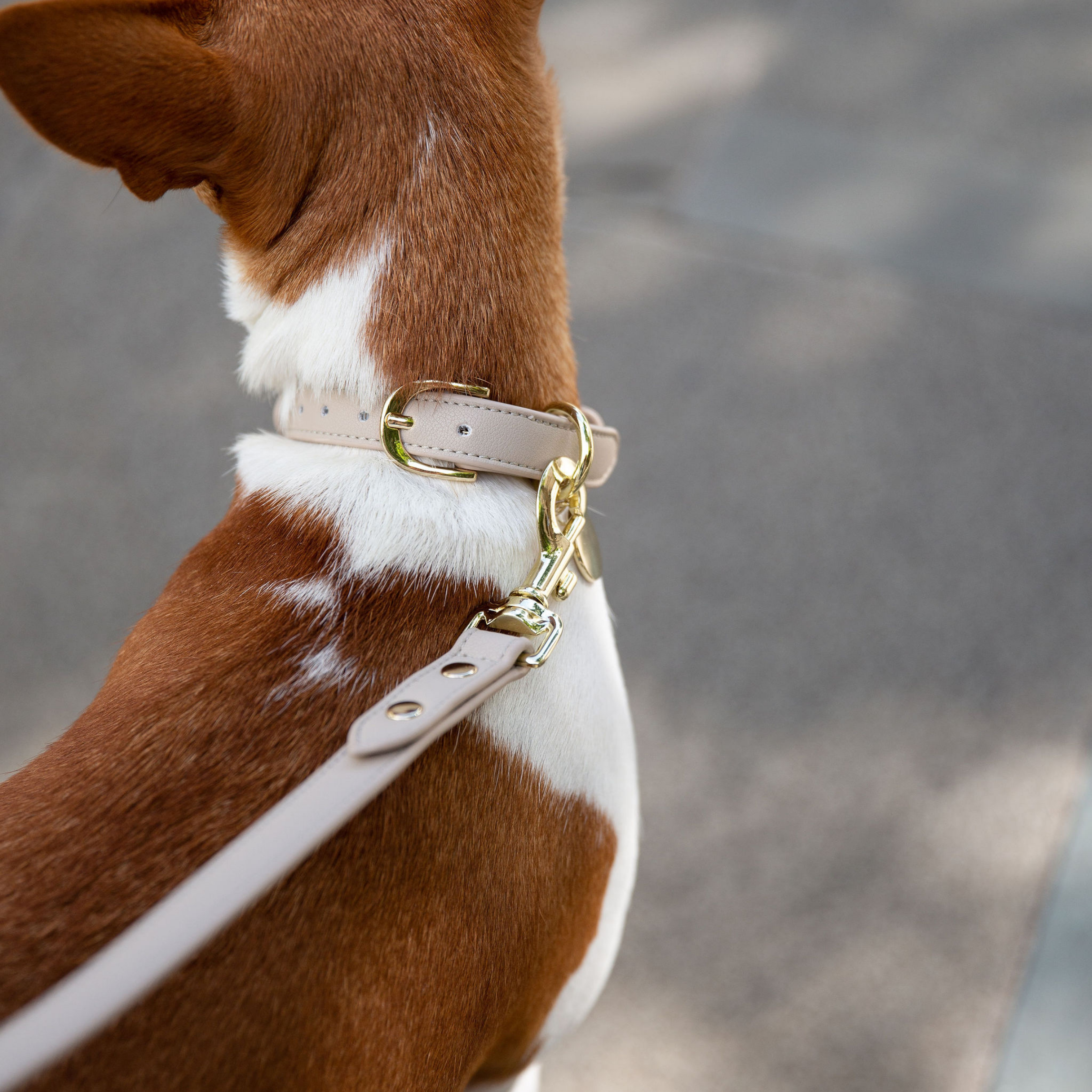 Collar - Air Tag Enabled - Vegan Leather - Cupertino